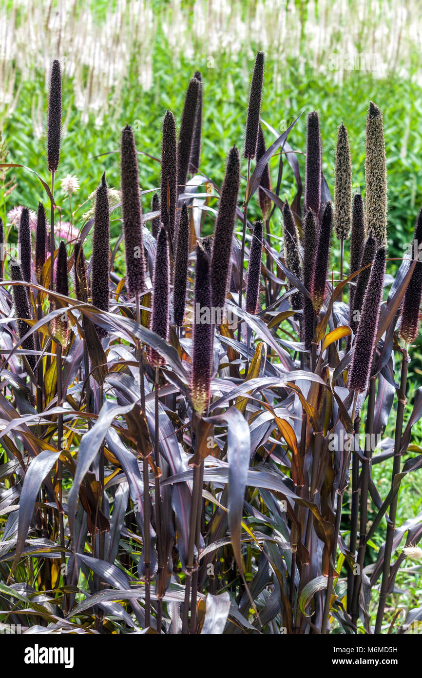Le mil, Pennisetum glaucum 'Purple Majesty' Banque D'Images