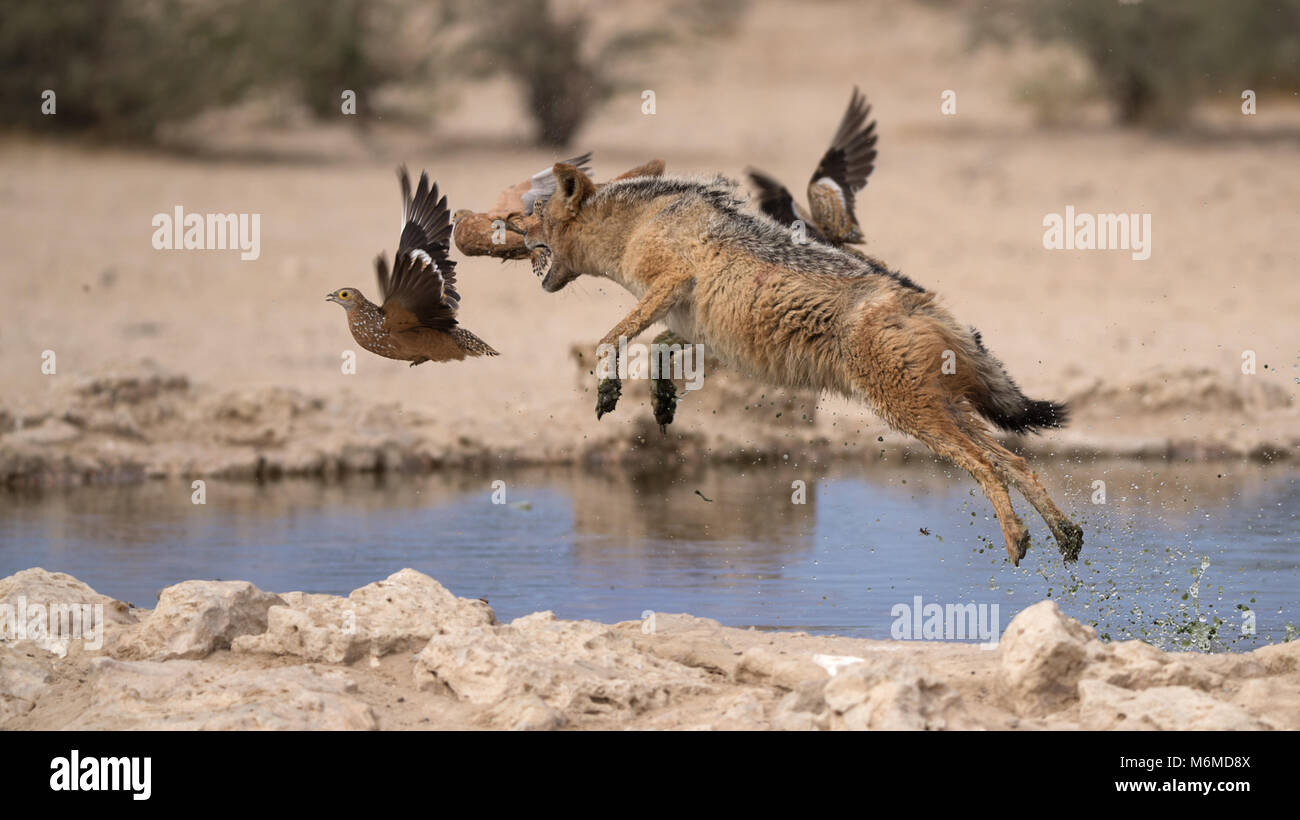 Deadly Waterhole, Kgalagadi Transfrontier Park Banque D'Images