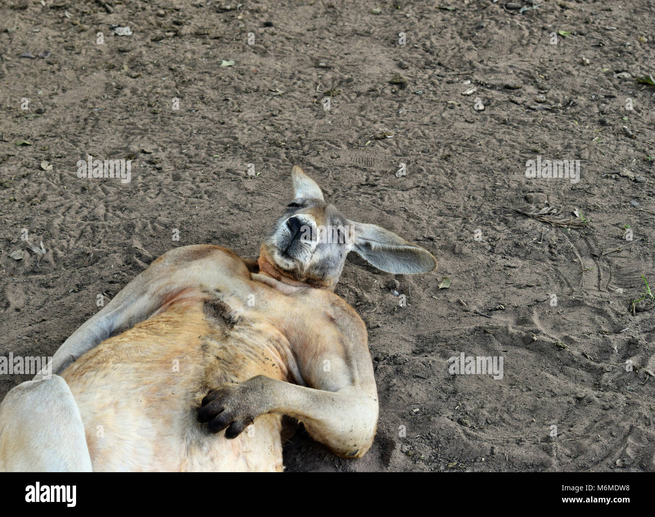 Gros Si Drole Wild Kangourou Rouge Dormir Sur Le Terrain Dans Le Queensland Australie Photo Stock Alamy
