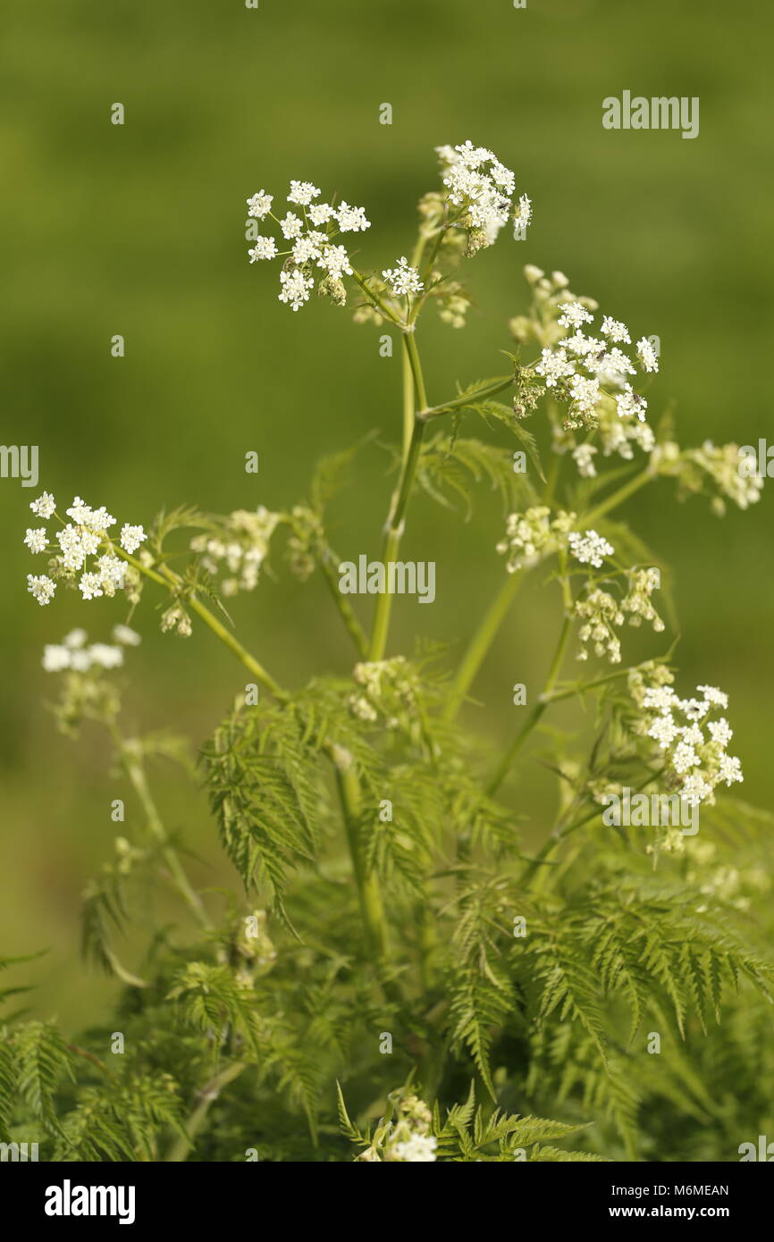 Cow parsley in close up Banque D'Images
