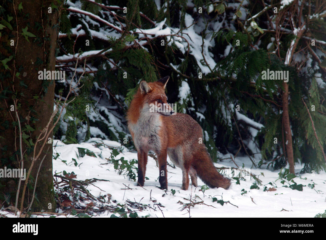 Red Fox en hiver Banque D'Images