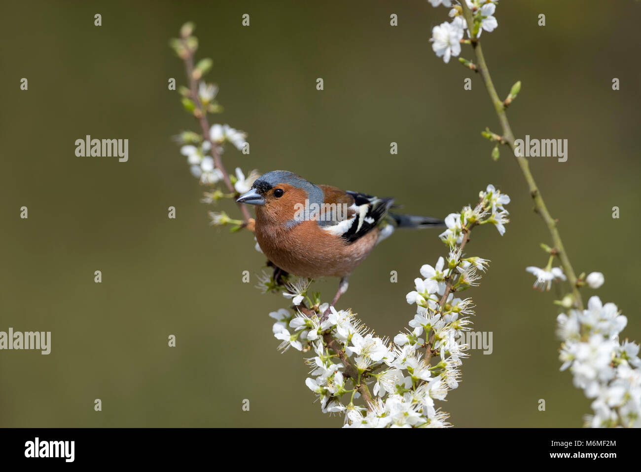 Chaffinch Fringilla coelebs, homme célibataire sur Prunellier Blossom Cornwall ; UK Banque D'Images