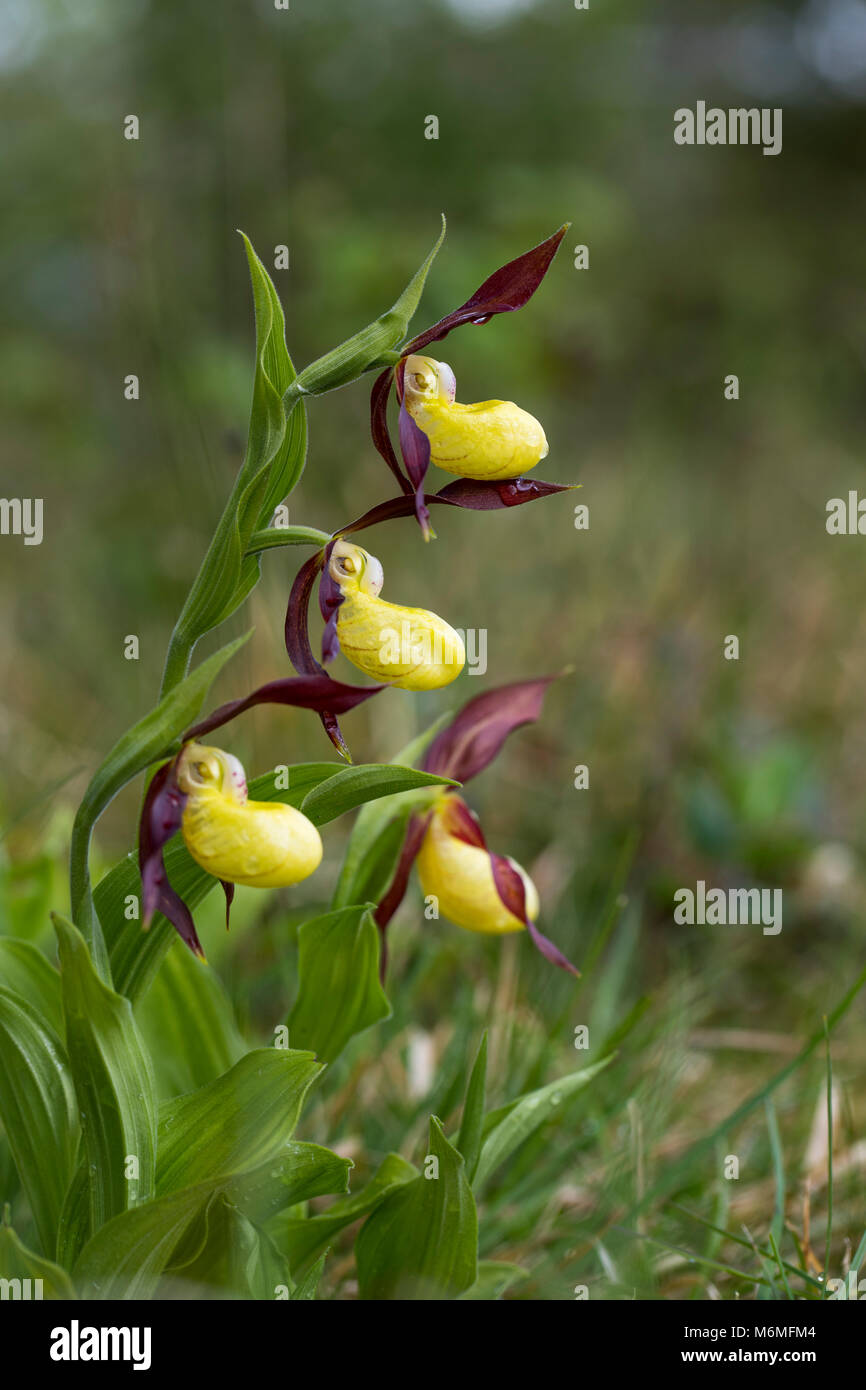 Lady's Slipper orchidée, fleur Cypripedium calceolus Cumbria UK ; Banque D'Images