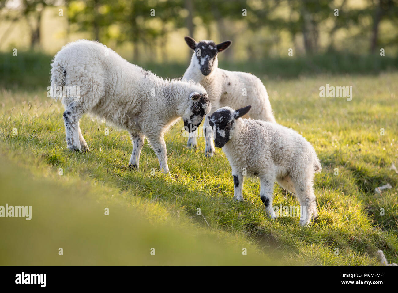 Pendle agneaux ; Lancashire ; UK Banque D'Images