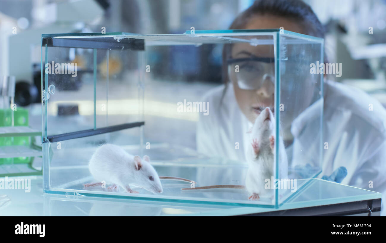 Les scientifiques de la recherche médicale porte sur des souris de laboratoire conservés dans une cage de verre. Elle travaille dans un laboratoire d'éclairage. Banque D'Images