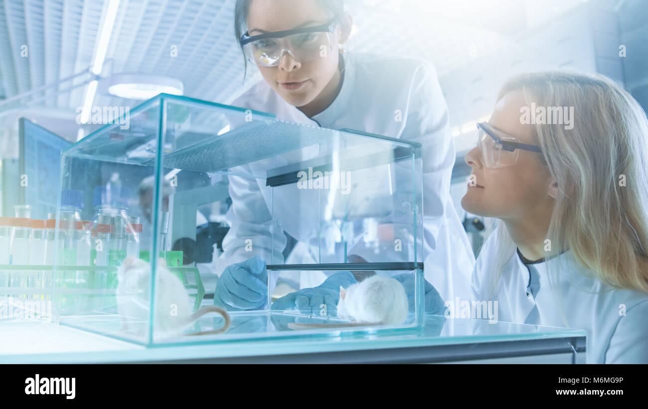 Deux femmes de la recherche médicale Les scientifiques examinent la souris de laboratoire conservés dans une cage de verre. Ils travaillent dans un laboratoire moderne et lumineux. Banque D'Images