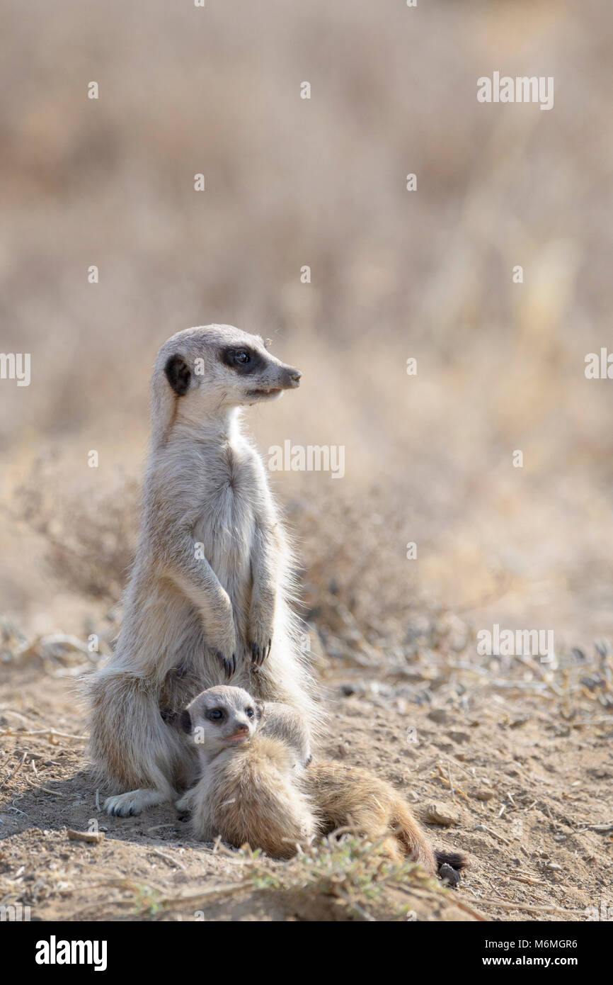 Les suricates (Suricata suricatta) adulte et deux jeunes, regardant autour, Mountain Zebra National Park, Afrique du Sud Banque D'Images
