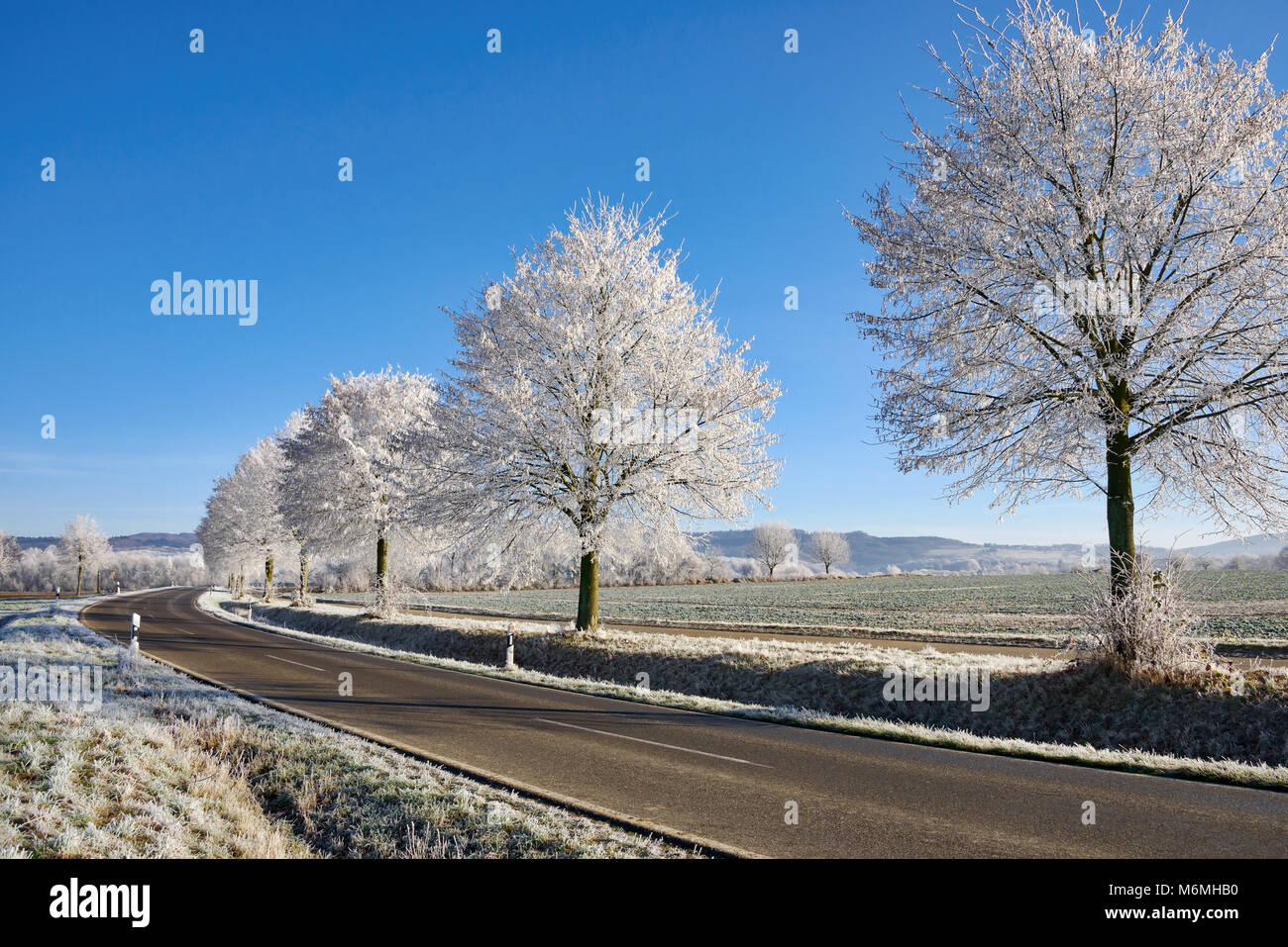 Pays vide route bordée d'arbres avec de la gelée blanche en poudre dans un paysage d'hiver sur un jour froid et ensoleillé avec ciel bleu, Rhénanie-Palatinat Banque D'Images