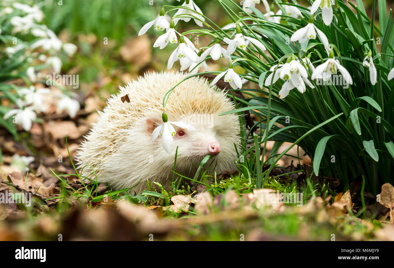 Recherche de hérisson sauvage et albinos dans le jardin accueillant des ...