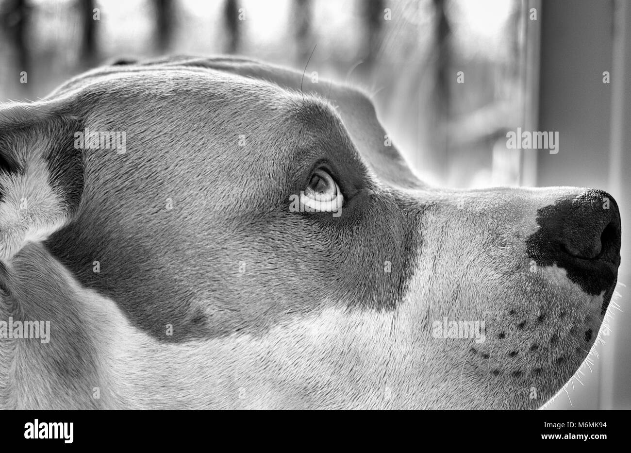 Un gros plan d'un chien à tête plate mixte (American and American Staffordshire Pit Bull Terriers) (Canis lupus familiaris) montre ses yeux. Banque D'Images