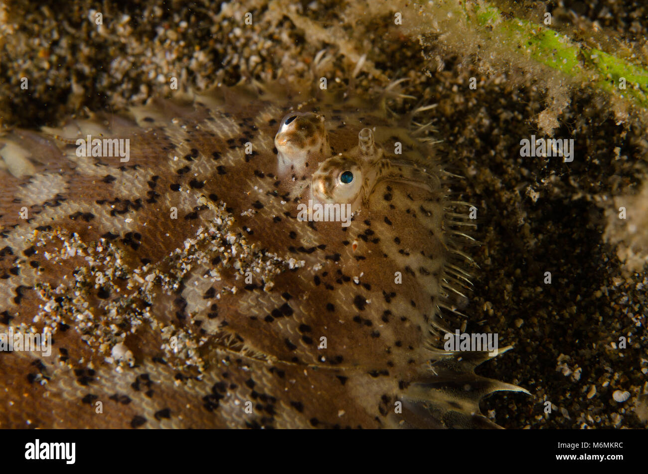 Épinoche tachetée sole, sole, Aseraggodes tacheté melanostictus, Soléidés, Anilao, Philippines, Asie Banque D'Images