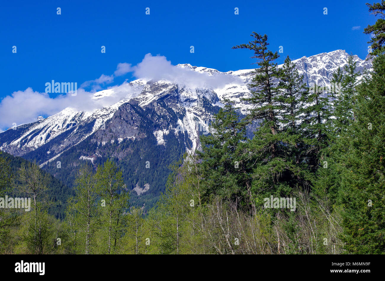 Montagne enneigées avec des pins en premier plan Banque D'Images