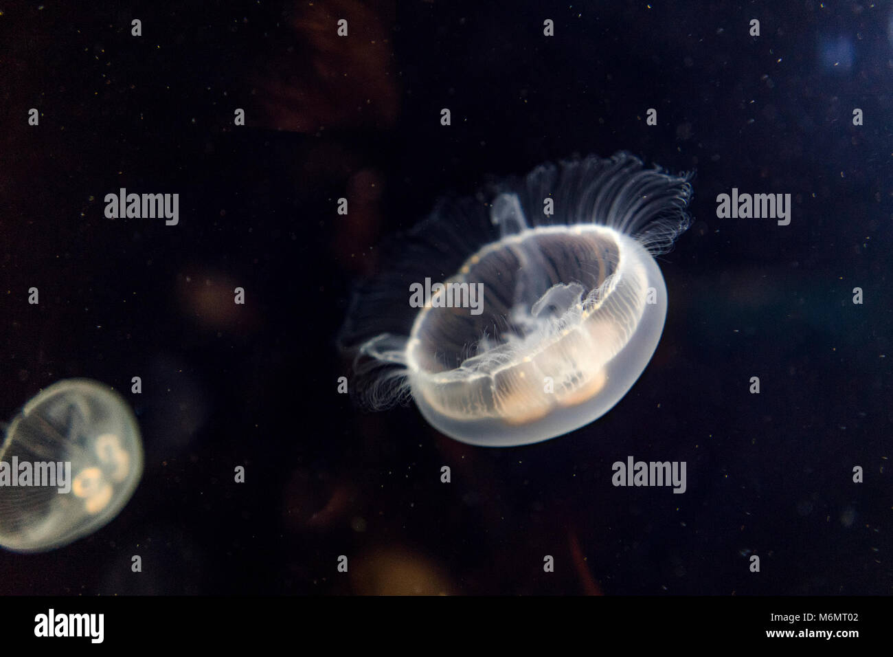 Les méduses (phyllorhiza punctata blanc) Nager dans l'aquarium - animaux de la vie sauvage Banque D'Images
