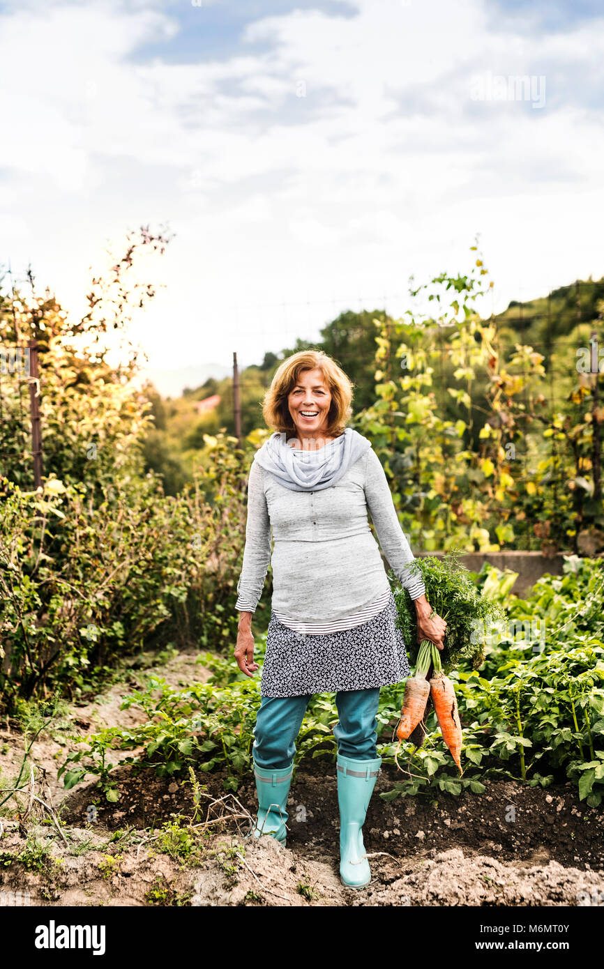 Senior woman jardinage dans le jardin. Banque D'Images