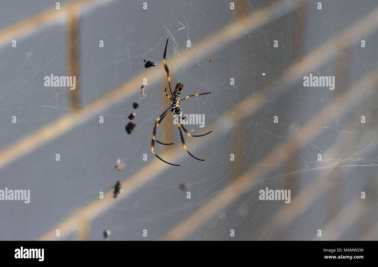 Globe Doré femelle Spider Web contre un mur de briques, Brisbane, Australie. Banque D'Images