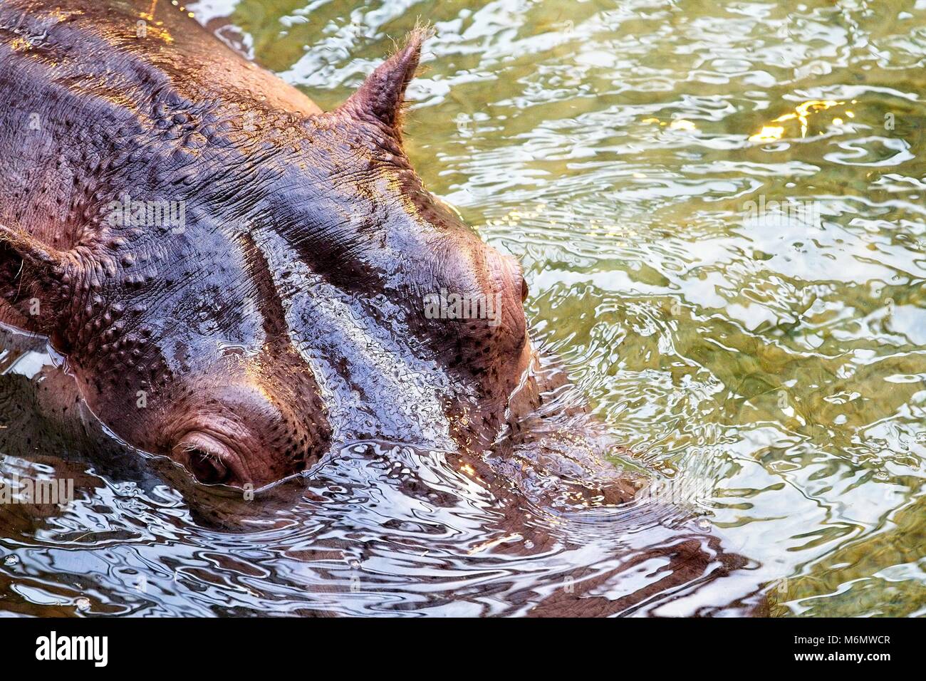 Les hippopotames de l'eau. Close-up de tête. Photo prise d'en haut. Banque D'Images
