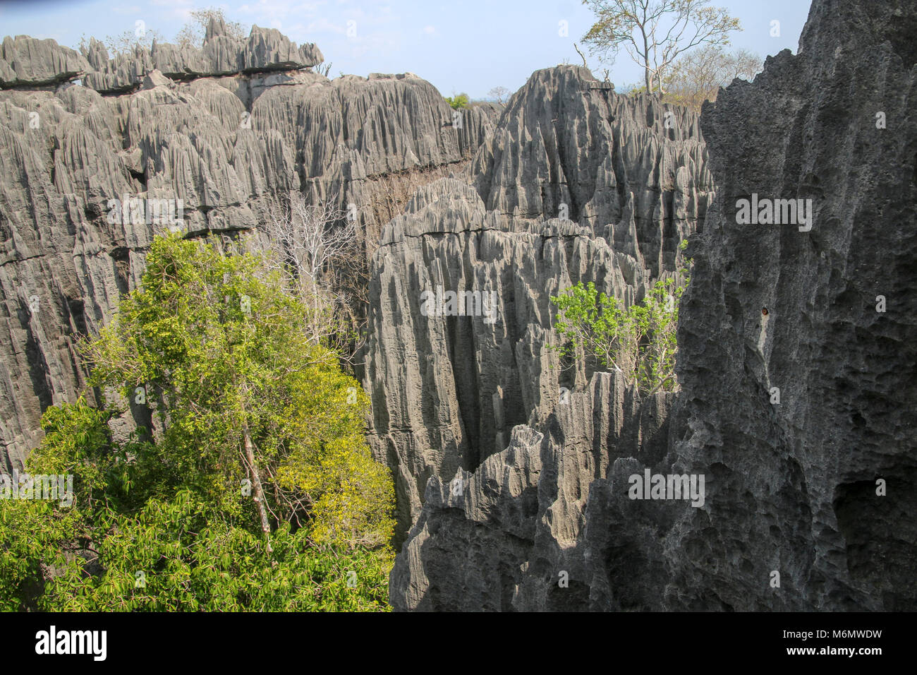 Madagascar, les Tsingy de Bemaraha - calcaire karstique érodé Banque D'Images