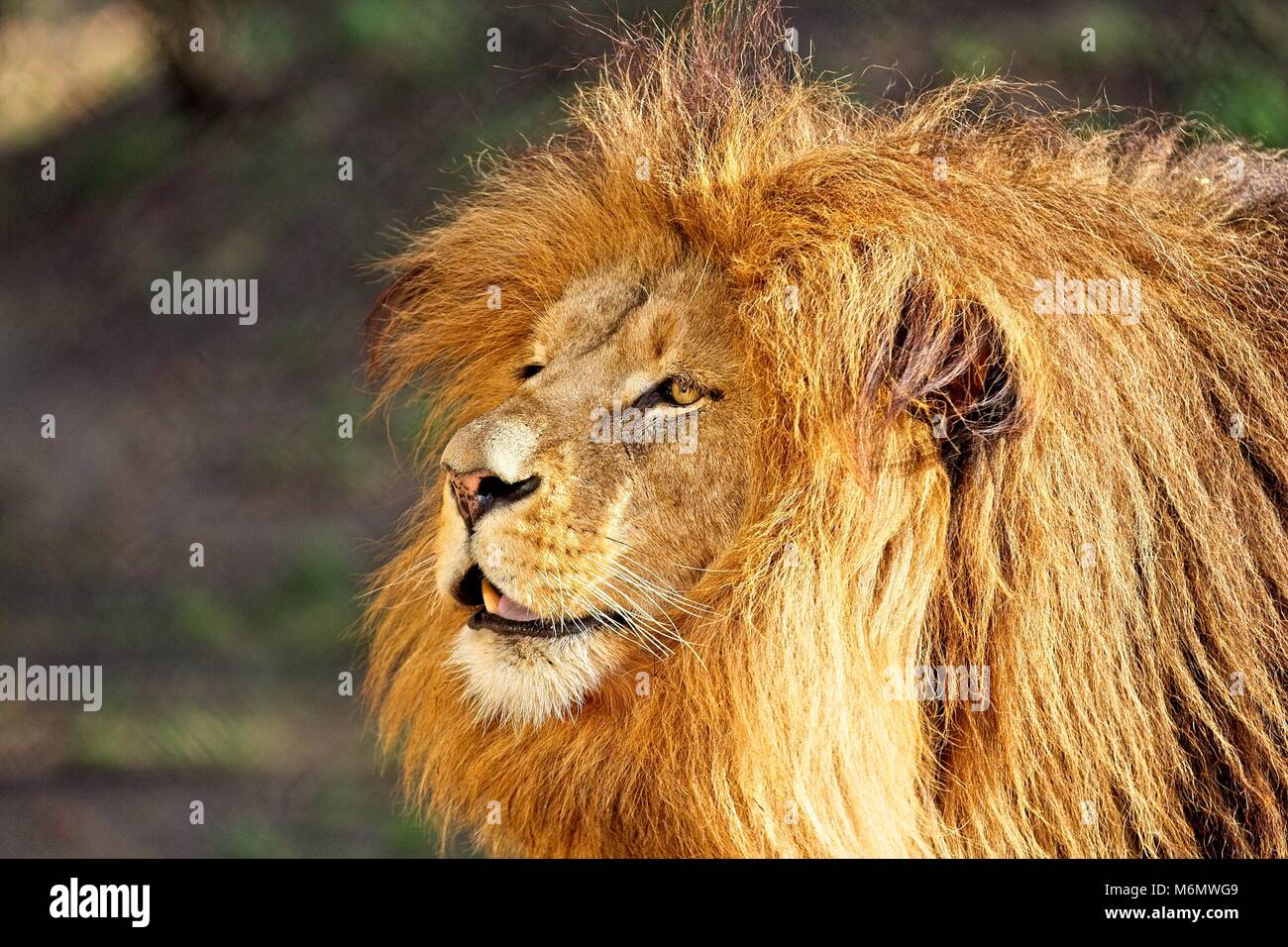 Lion - portrait en journée ensoleillée. Golden sun. Banque D'Images