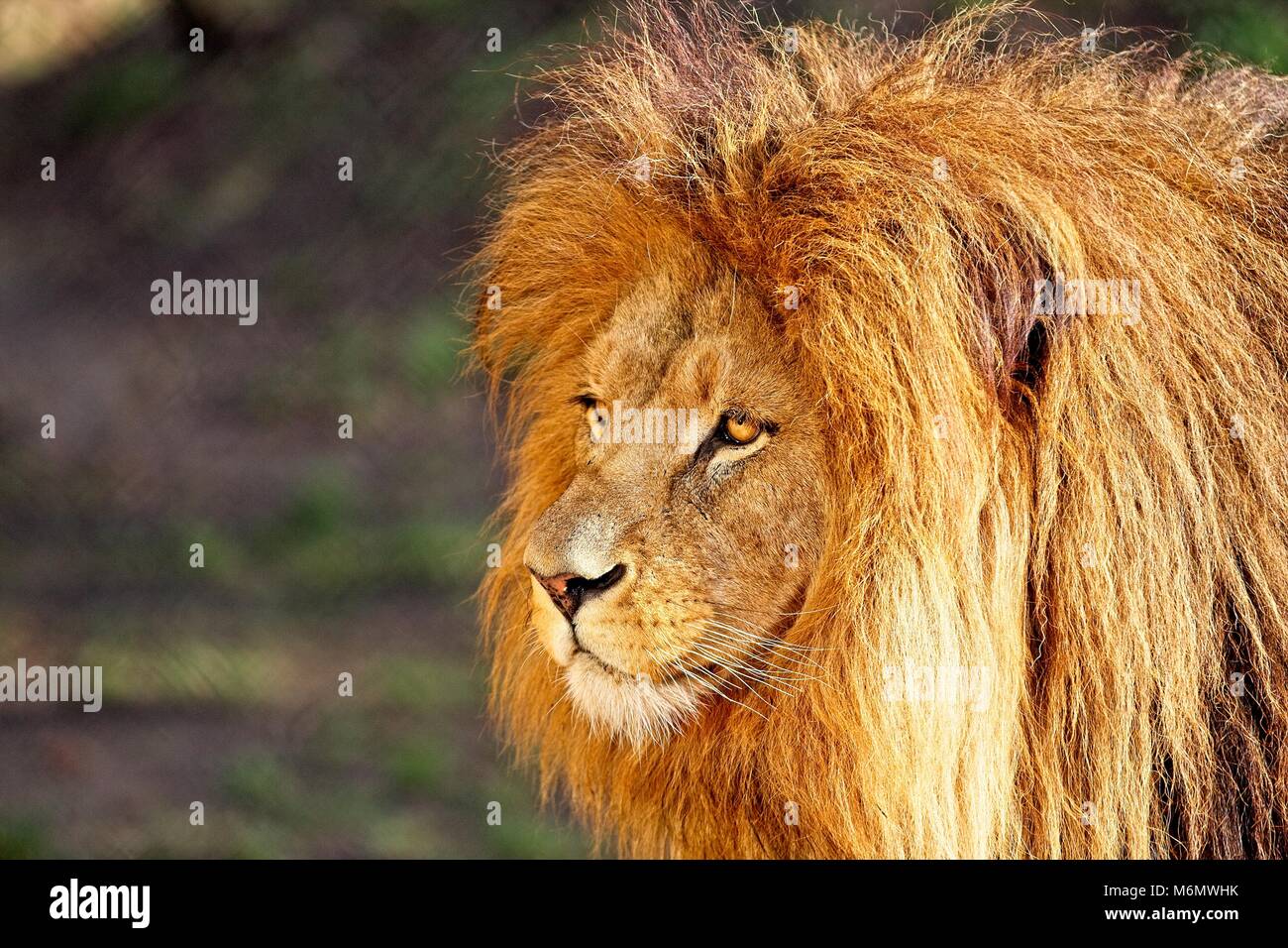 Lion - portrait en journée ensoleillée. Golden sun. Banque D'Images