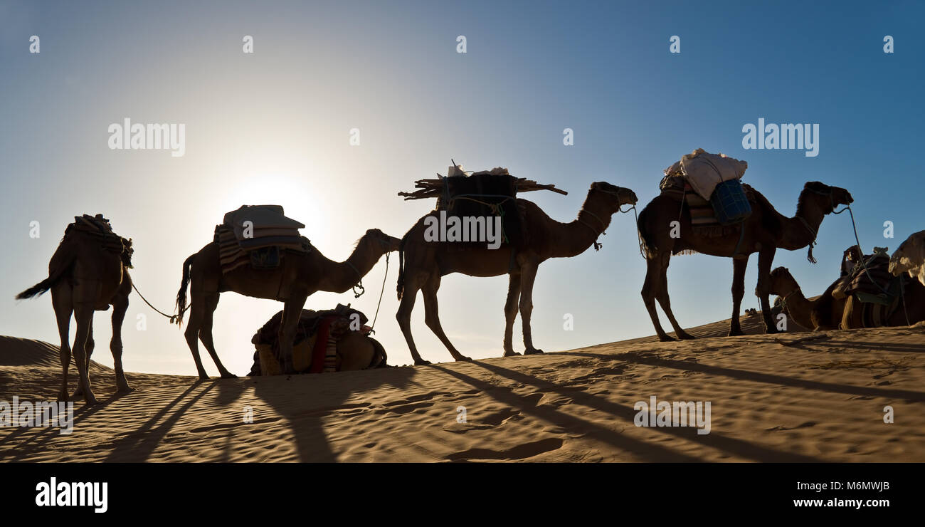 Des chameaux dans les dunes de sable du désert du Sahara, la Tunisie Banque D'Images