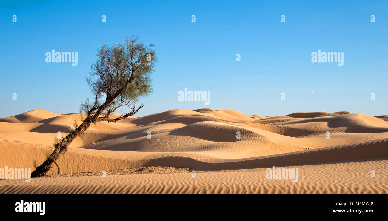 Dunes de sable dans le désert du Sahara, la Tunisie du Sud Banque D'Images