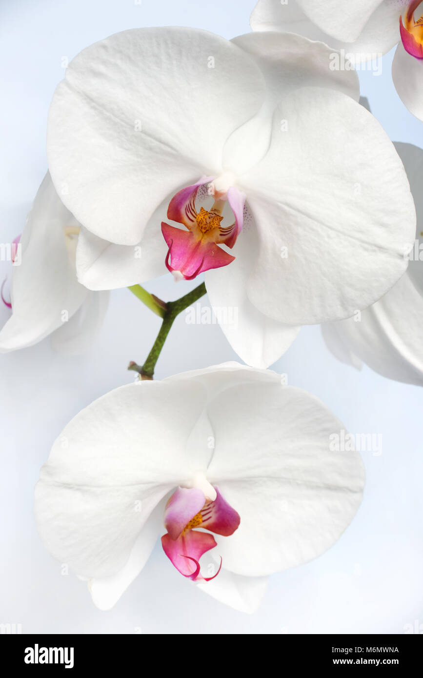 Gros plan d'une tige orchidée phalaenopsis blanche sur fond blanc Banque D'Images