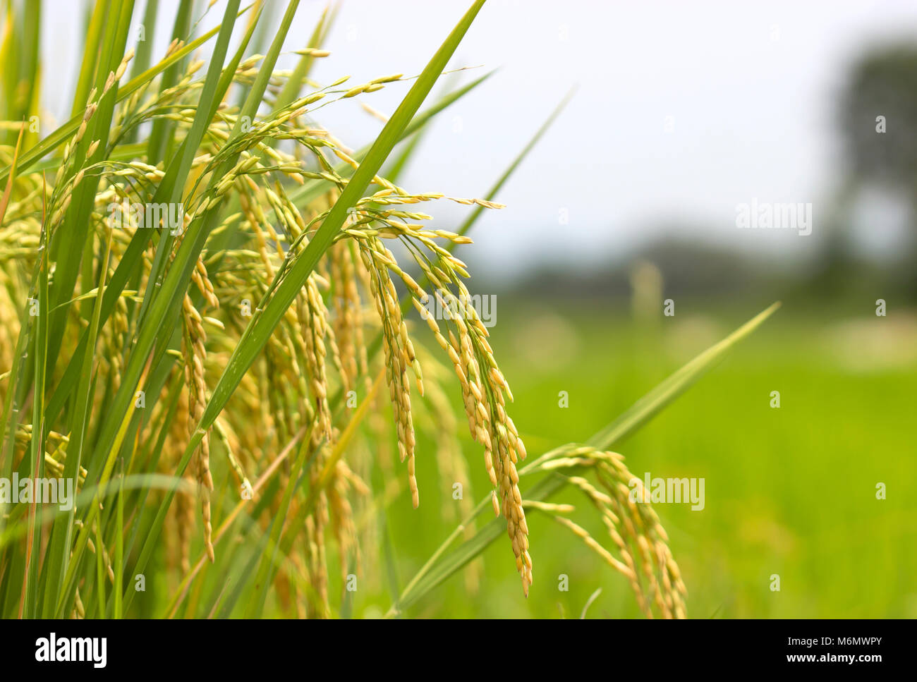 Les champs de riz de la superficie de plantation jardin alimentaire naturel Thaïlande Banque D'Images