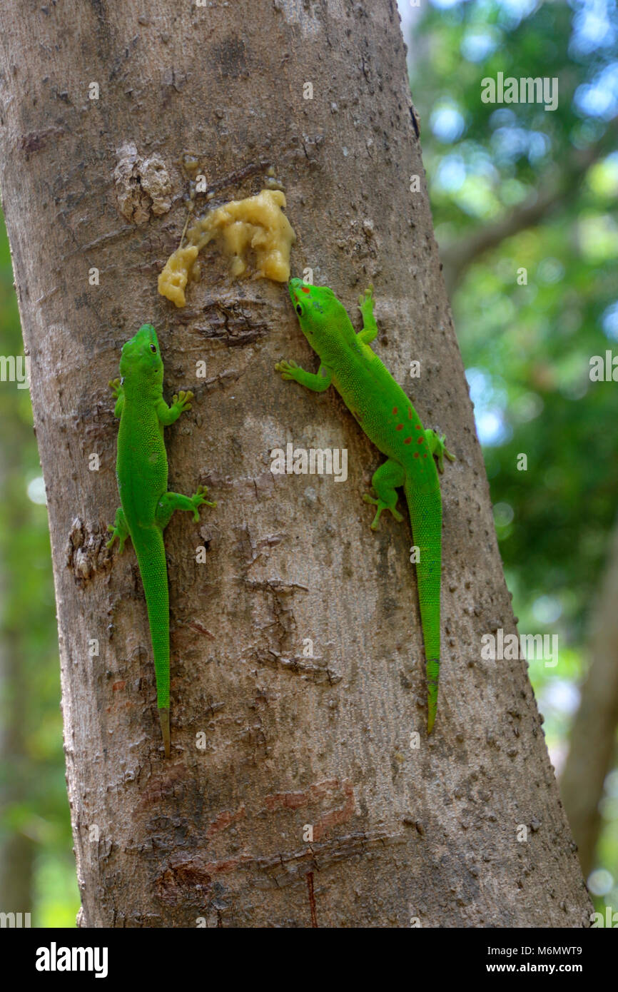 Close up of a Green Gecko sur une branche. Photographié à Madagascar Banque D'Images