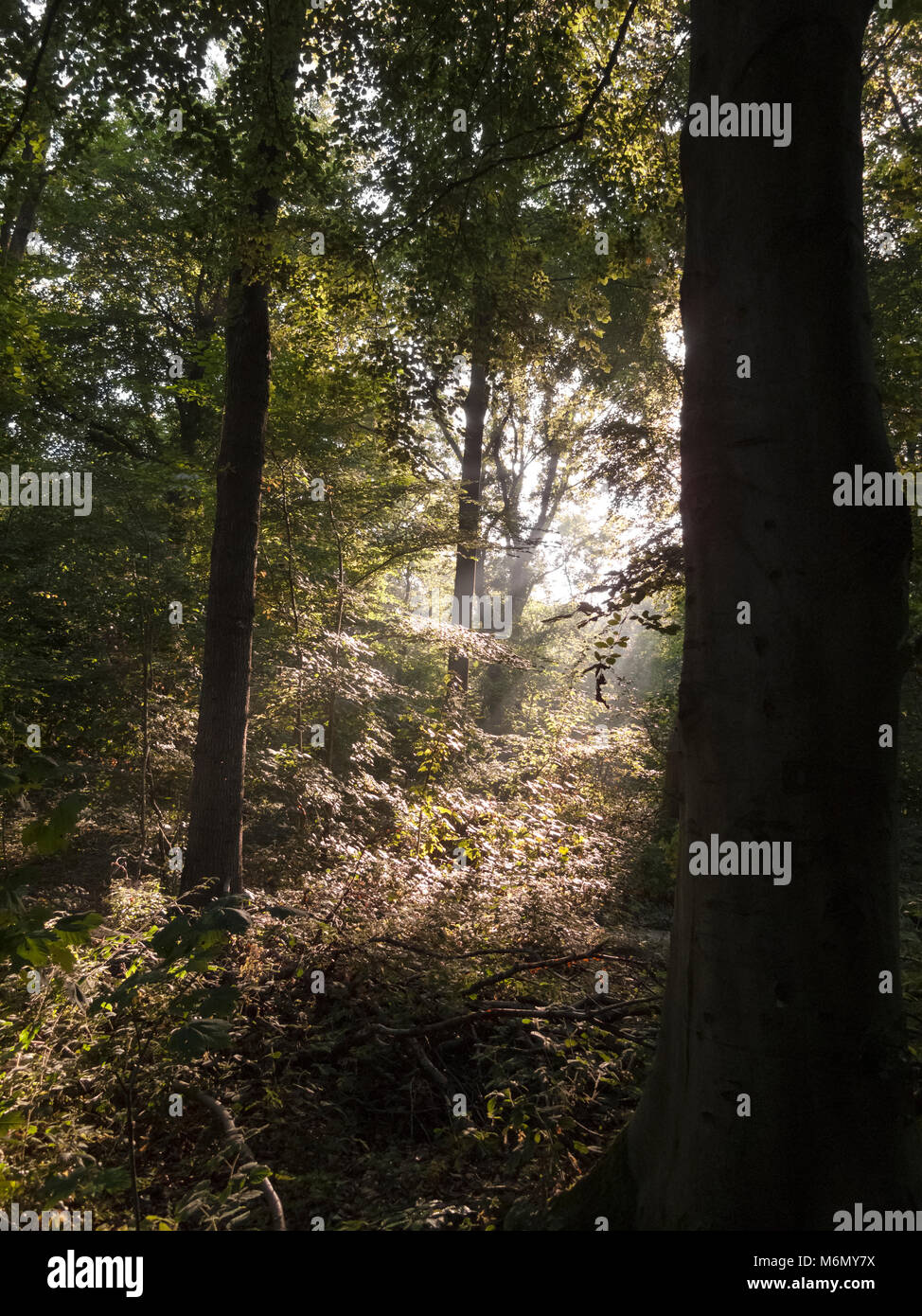 Rayons de soleil à travers des arbres tôt le matin Banque D'Images