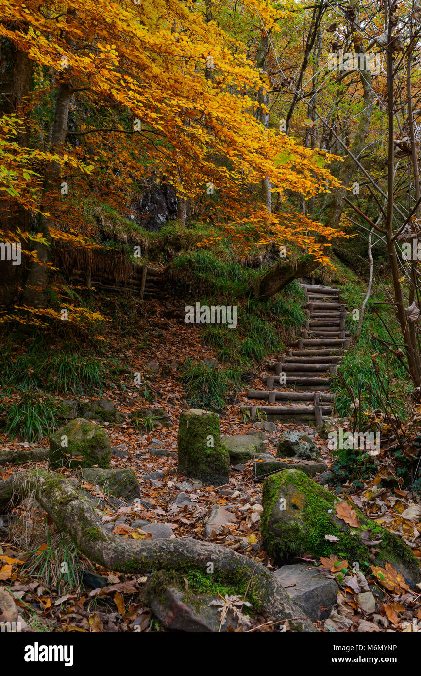 Couleurs d'automne et les étapes à travers la forêt Banque D'Images