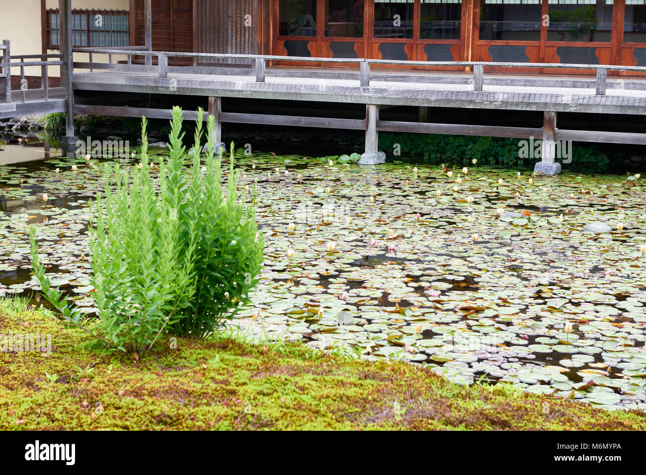 Maison de thé et des nénuphars à Shirotori - jardin traditionnel japonais à Nagoya. Banque D'Images