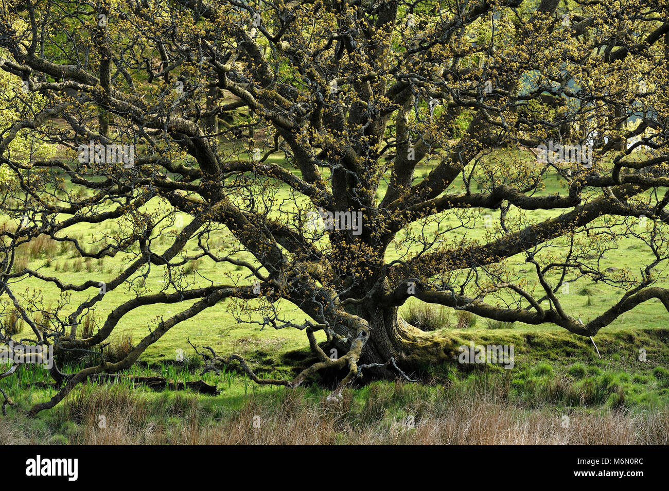 Royaume-uni, Ecosse, Highlands, Glencoe Valley Banque D'Images