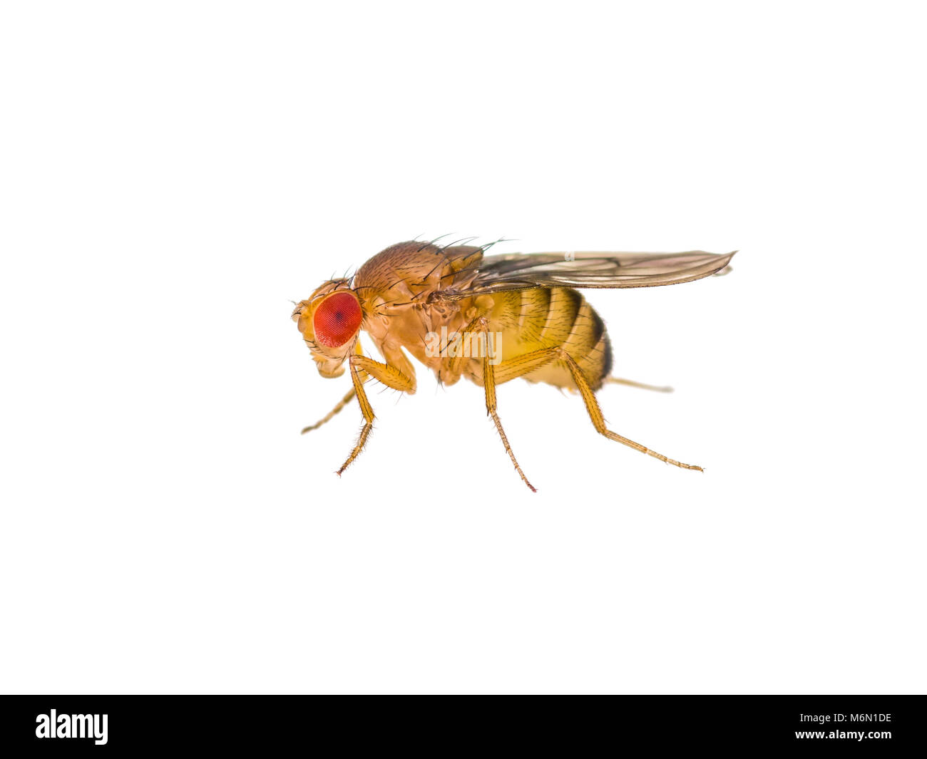 Mouche à fruit Drosophila isolé sur l'Insecte Macro blanc Banque D'Images