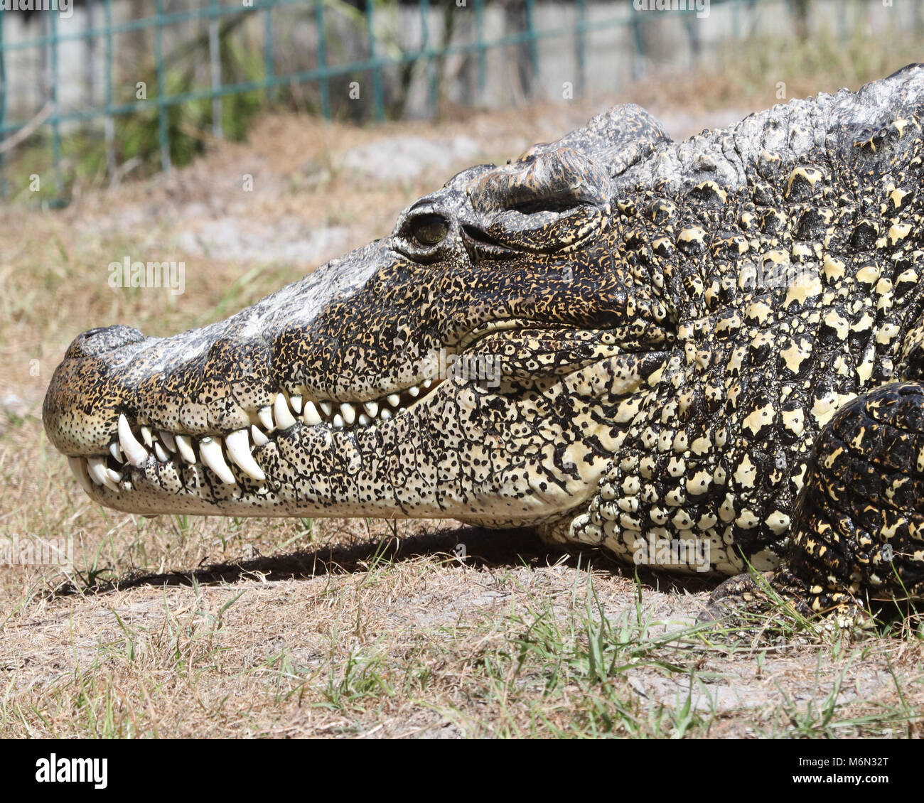 Grand alligator semble sourire avec son énorme montrant les dents Banque D'Images