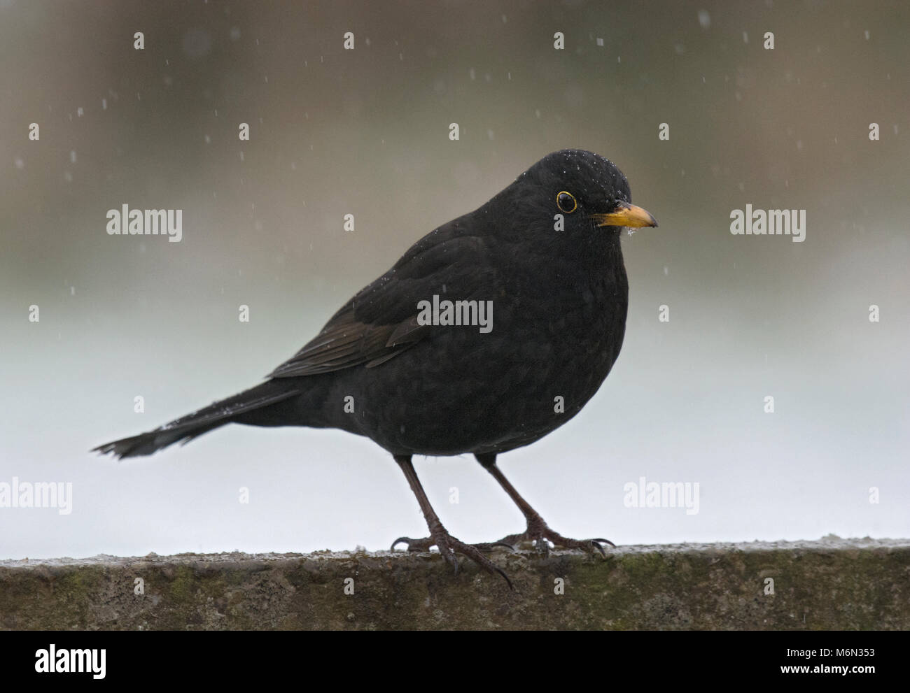 Blackbird, Turdus merula, homme debout dans la neige, Lancashire, UK Banque D'Images