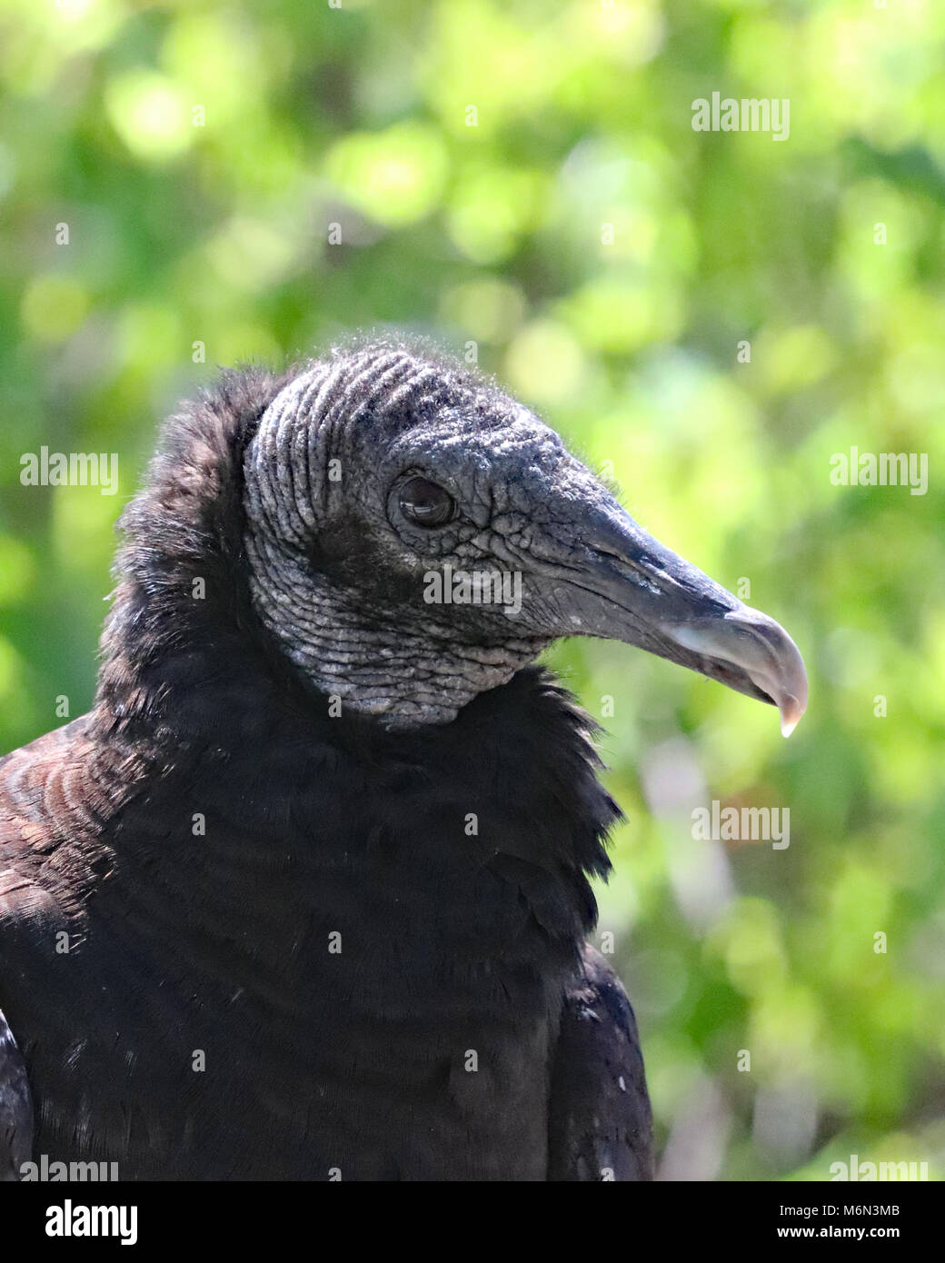 Urubu noir américain (Coragyps atratus) gros plan de profil Banque D'Images