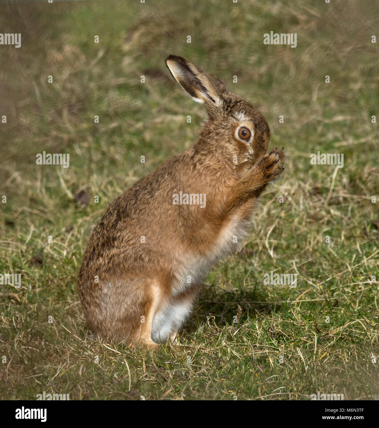 European Brown Hare, Lepus europaeus, lave son visage, Lancashire, UK Banque D'Images