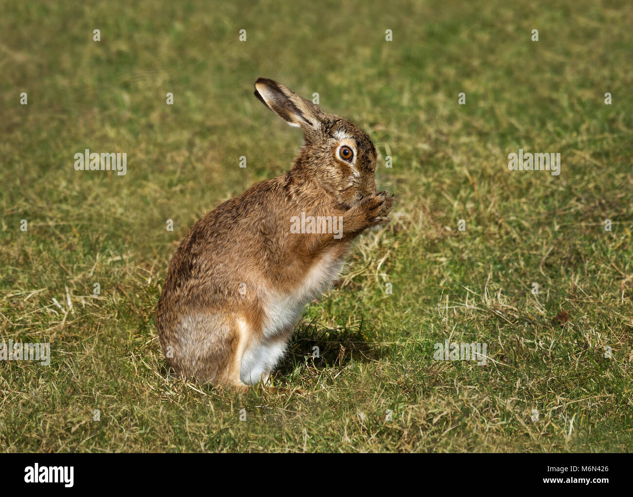 European Brown Hare, Lepus europaeus, lave son visage, Lancashire, UK Banque D'Images