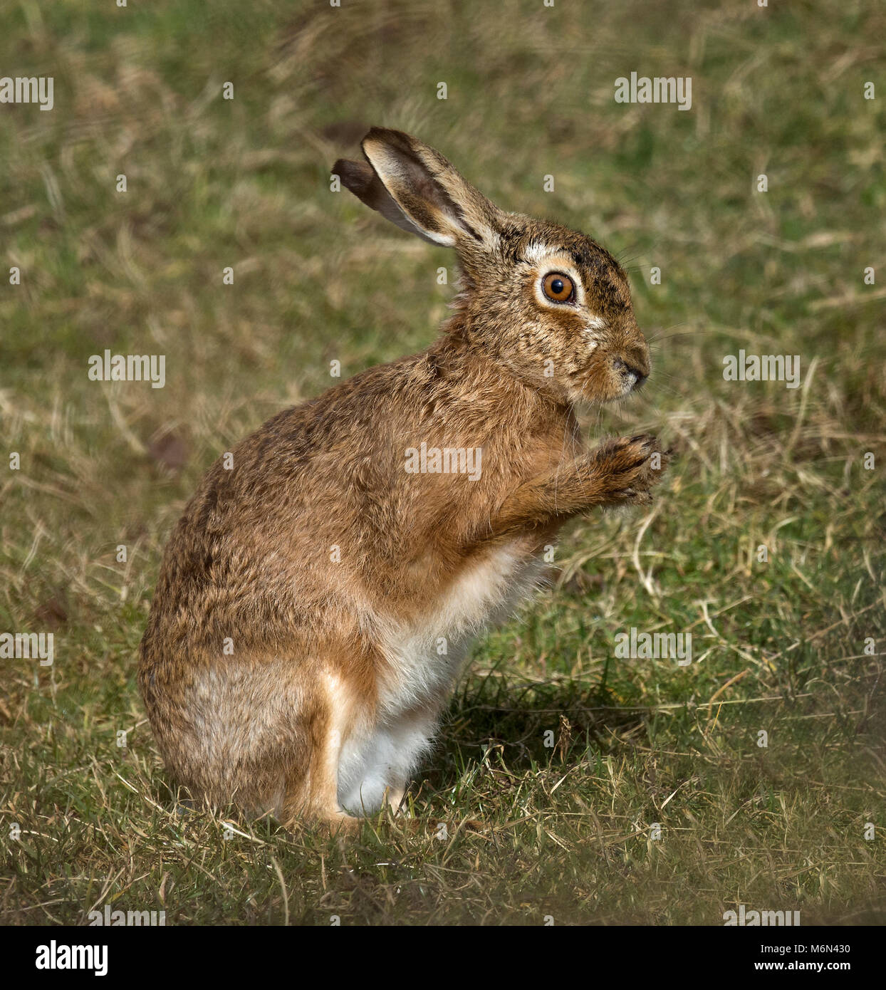 European Brown Hare, Lepus europaeus, lave son visage, Lancashire, UK Banque D'Images
