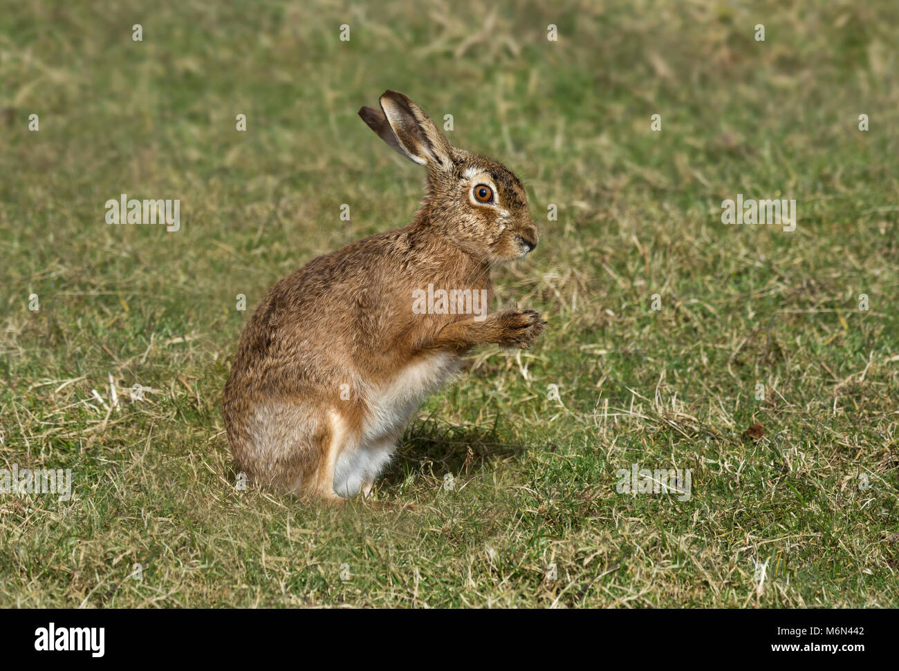 European Brown Hare, Lepus europaeus, lave son visage, Lancashire, UK Banque D'Images