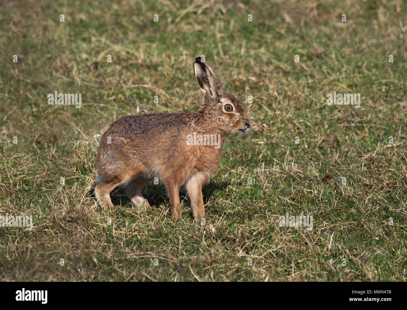 European Brown Hare, Lepus europaeus, se tenait dans la zone, Lancashire, UK Banque D'Images