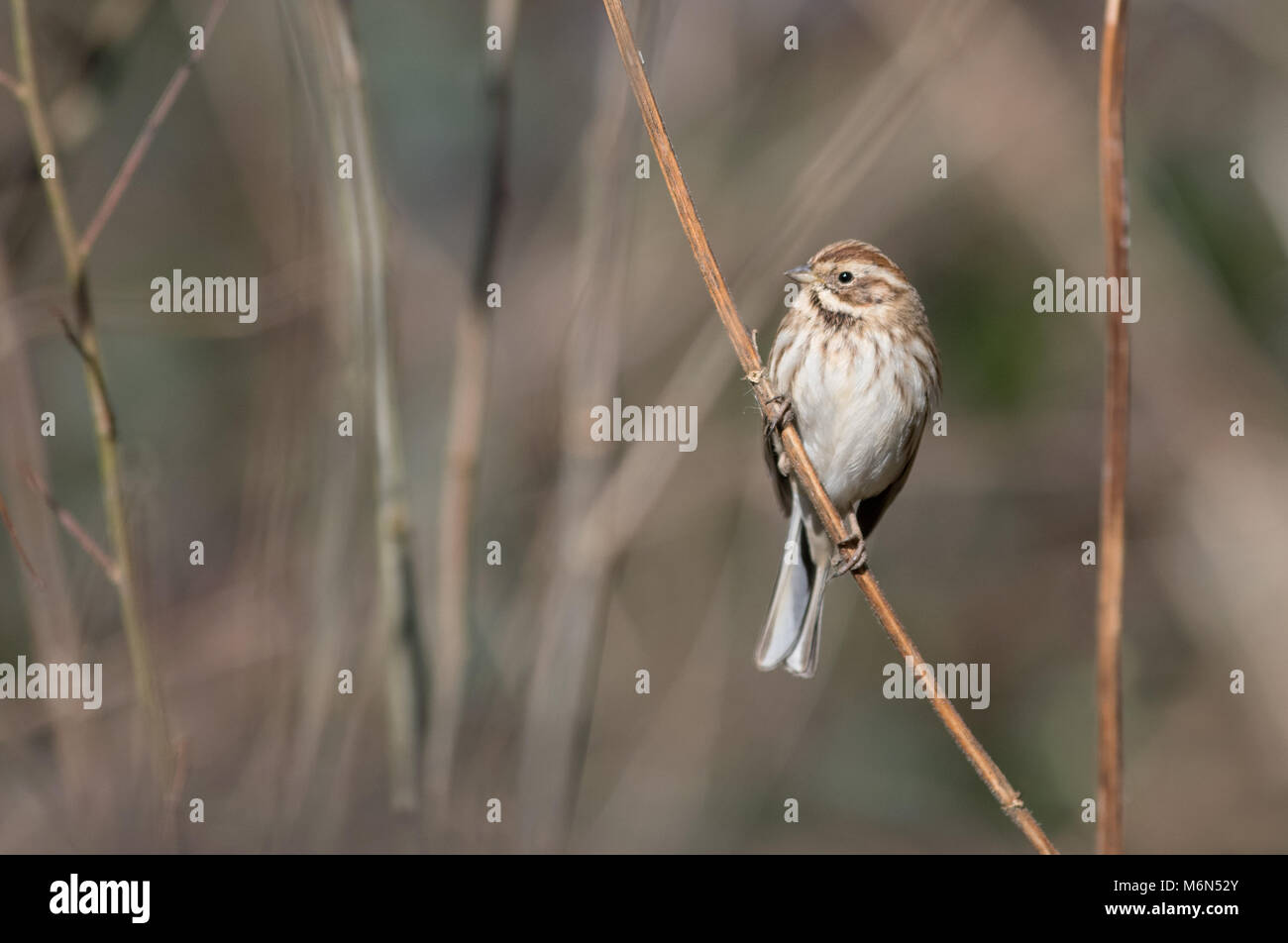 Femme Bunting-Emberiza schoeniclus Reed, hiver, au Royaume-Uni. Banque D'Images