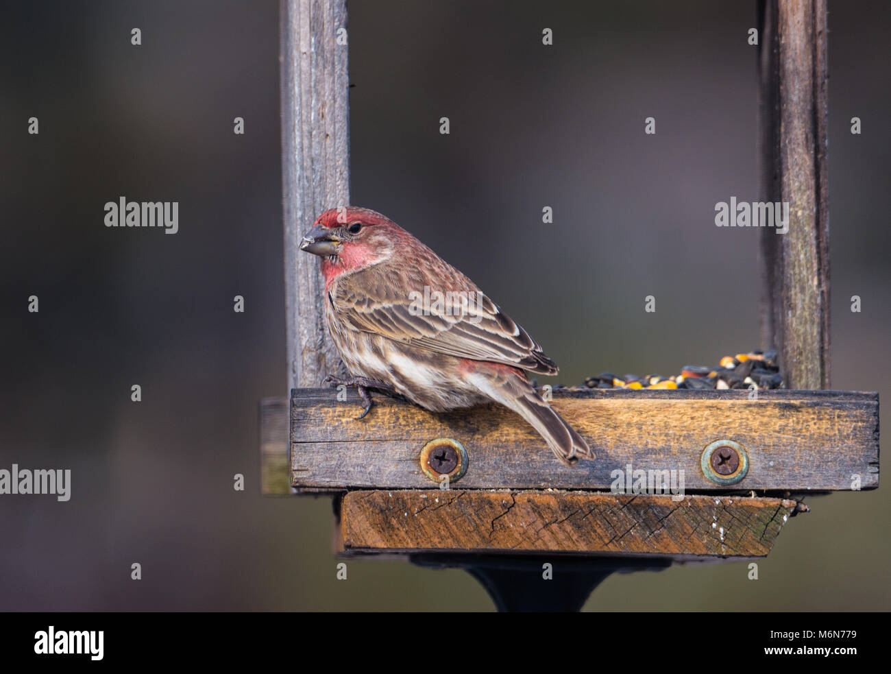 Image horizontale d'un roselin pourpré de manger les graines sur le bois d'alimentation. Belle journée ensoleillée avec des bokeh background, selective focus, tons neutres. Banque D'Images