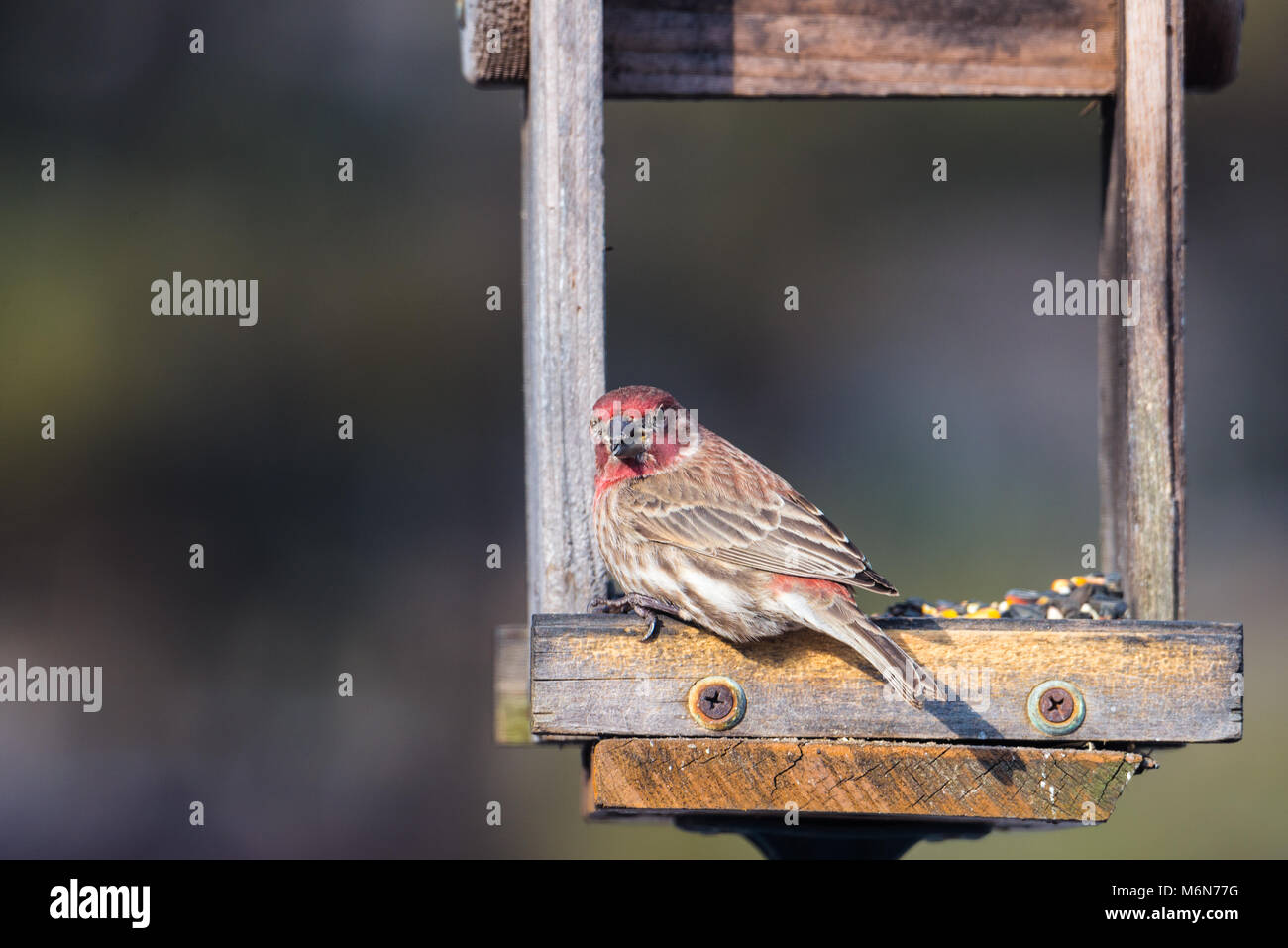 Image horizontale d'un roselin pourpré de manger les graines sur le bois d'alimentation. Belle journée ensoleillée avec des bokeh background, selective focus, tons neutres. Banque D'Images