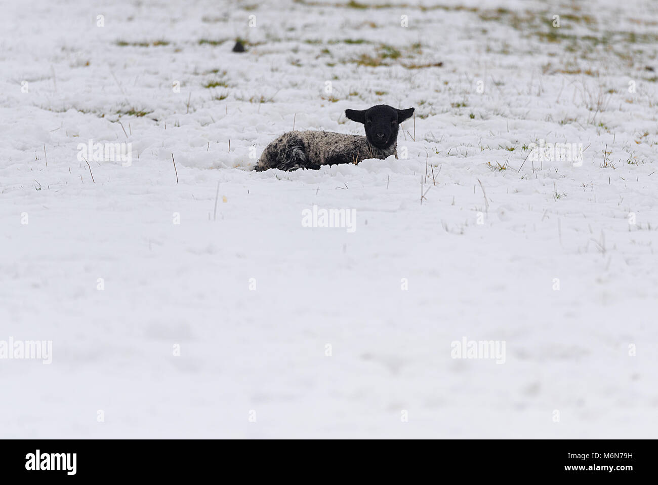 Un petit agneau noir face fixe dans un champ couvert de neige. Banque D'Images