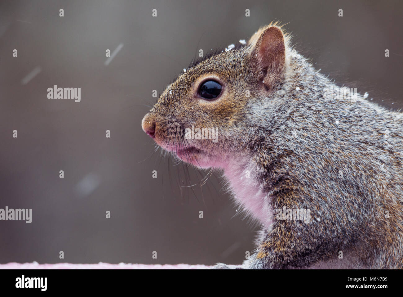 Chubby mignon écureuil gris de l'image horizontale isolée, dans une tempête de neige du Minnesota sur une mangeoire. Selective focus Banque D'Images