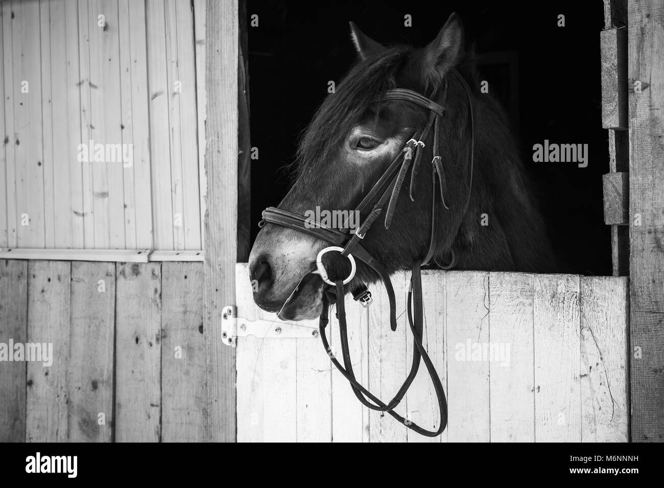 Portrait noir et blanc d'un cheval debout dans stable sur ferme, Russie Banque D'Images