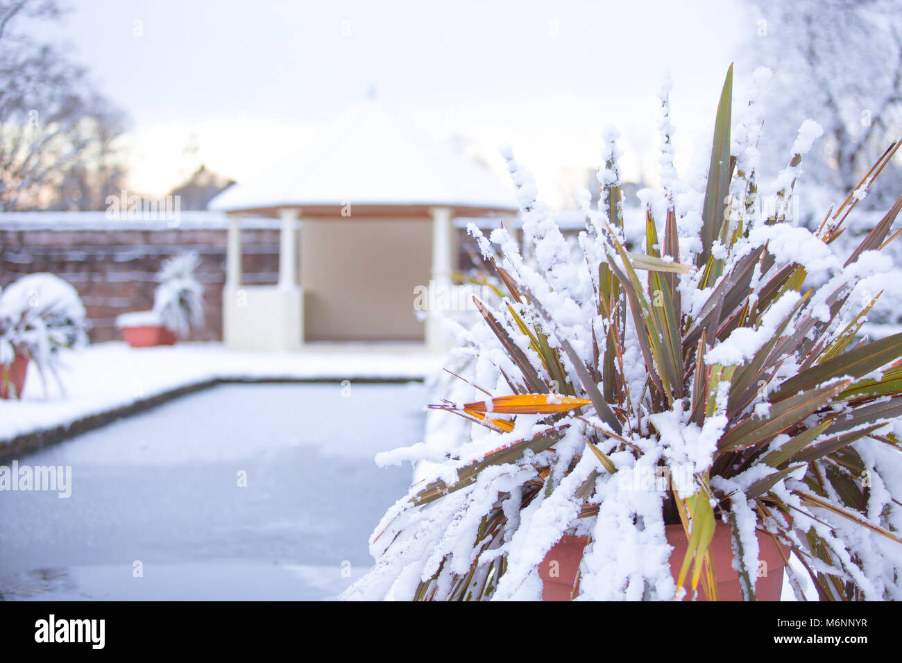 L'hiver dans un jardin à l'Italienne. Usine de pampas couverte de neige en premier plan et un pavillon derrière. Image de fond utile pour la publicité événements de l'hiver. Banque D'Images