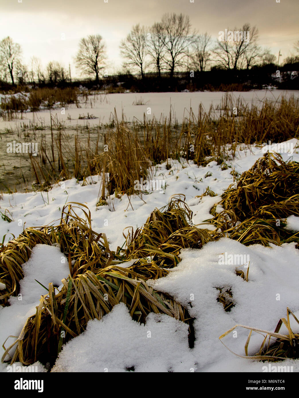 Rive d'un étang de gel avec de l'herbe côte couverte de neige Banque D'Images