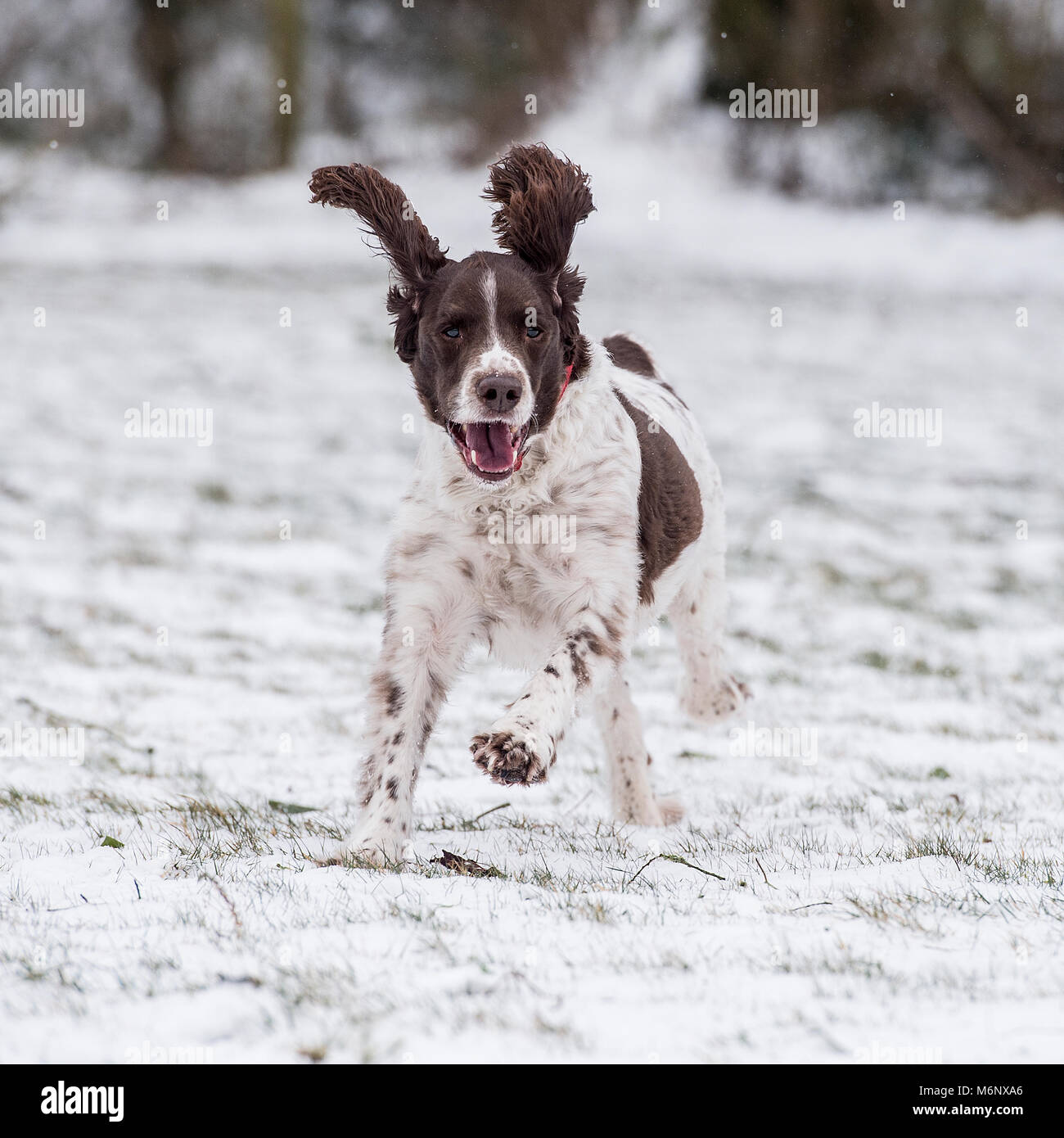 English SPRINGER SPANIEL Banque D'Images